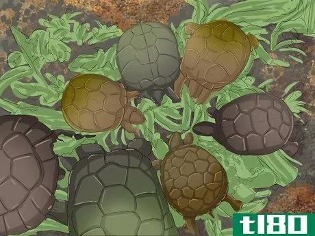 Image titled Breed Turtles Step 6