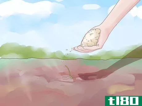 Image titled Plant Garlic Step 8