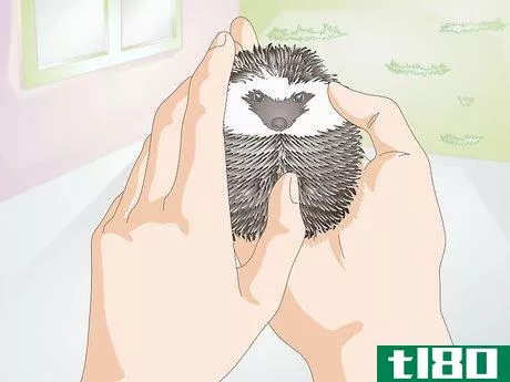Image titled Bond With Your Hedgehog Step 11