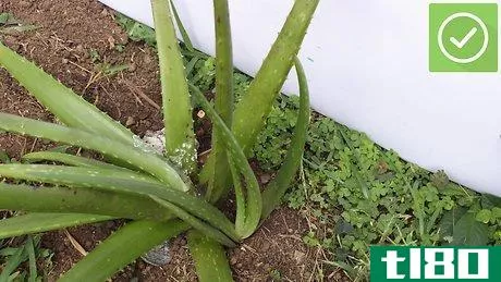 Image titled Plant Aloe Vera Step 16