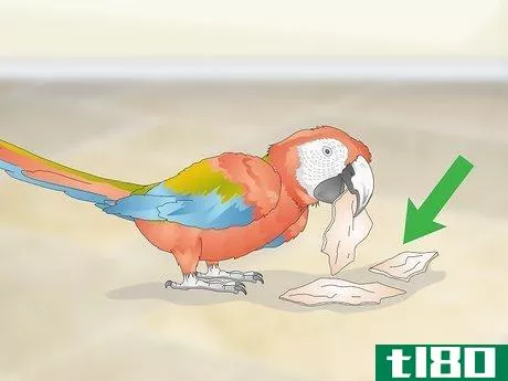 Image titled Bond with a Macaw Step 8