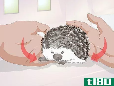 Image titled Bond With Your Hedgehog Step 2