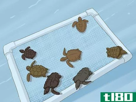 Image titled Breed Turtles Step 17