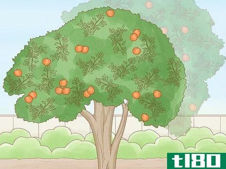 Image titled Prune a Satsuma Tree Step 10