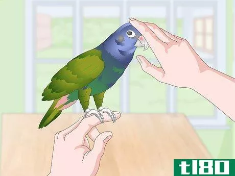 Image titled Bond with a Pionus Parrot Step 13