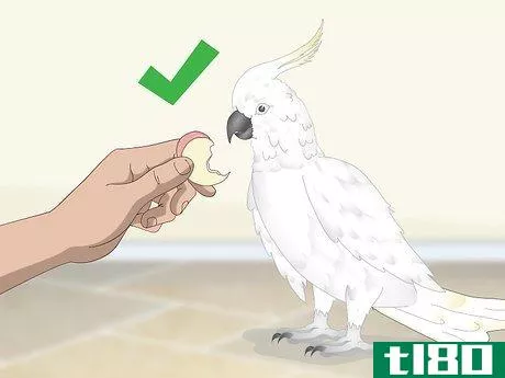 Image titled Bond with a Cockatoo Step 7