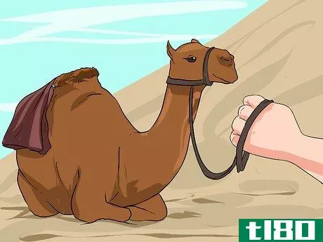 Image titled Regain Control of a Spooked Camel Step 10