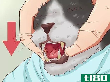Image titled Open a Cat's Mouth Step 6