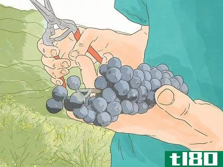 Image titled Become a Wine Sommelier Step 6