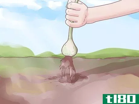 Image titled Plant Garlic Step 9