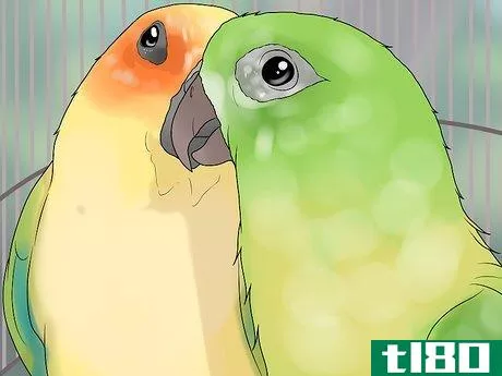 Image titled Bond a Pair of Conures Step 10