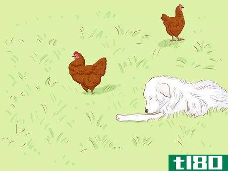 Image titled Protect Chickens from Feral Animals Step 10