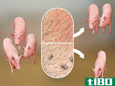 Image titled Prevent Lice and Mites Infesting Your Pigs Step 1