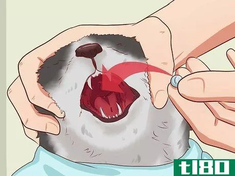 Image titled Open a Cat's Mouth Step 7