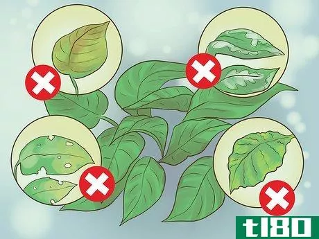 Image titled Pick Freshwater Plants Step 15