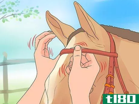 Image titled Bridle a Horse Step 10