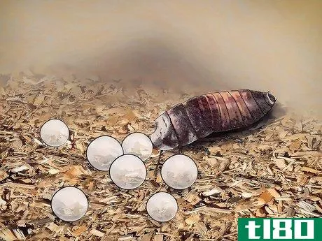 Image titled Breed Hissing Cockroaches Step 11