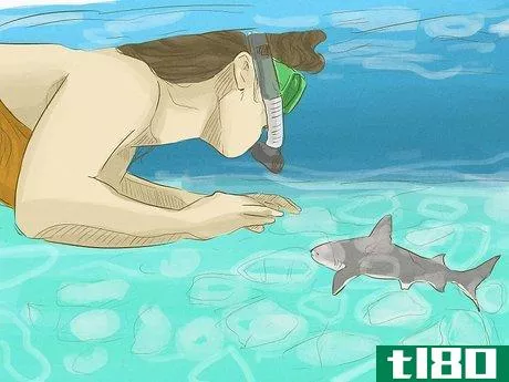 Image titled Avoid Sharks Step 10