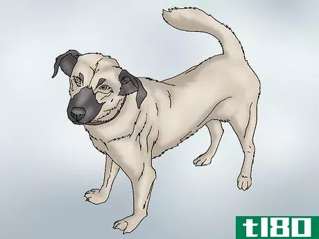 Image titled Recognize Signs of Hip Dysplasia in Dogs Step 3