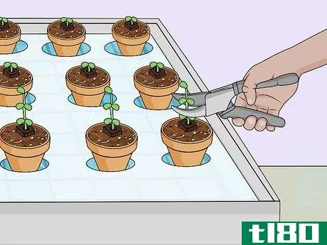 Image titled Build a Hydroponic Garden Step 17