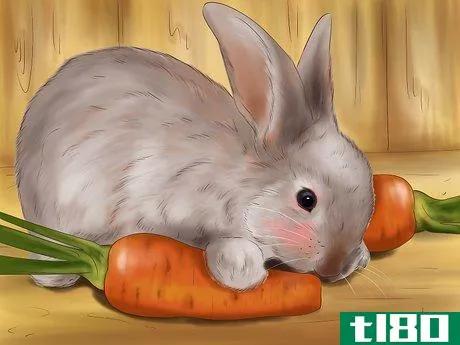 Image titled Raise a Healthy Bunny Step 3