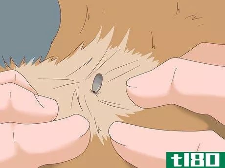 Image titled Remove Ticks from Furry Pets Step 4