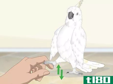 Image titled Bond with a Cockatoo Step 16