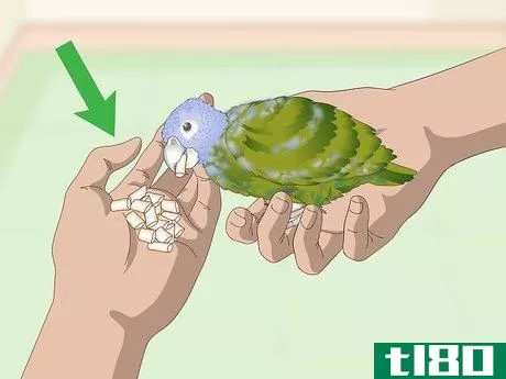 Image titled Bond with a Pionus Parrot Step 7
