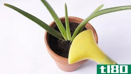 Image titled Plant Aloe Vera Step 23