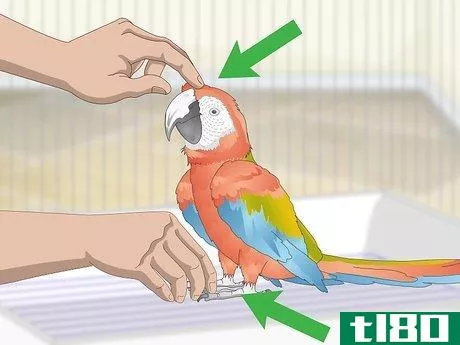 Image titled Bond with a Macaw Step 1