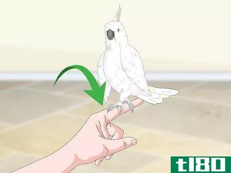 Image titled Bond with a Cockatoo Step 12