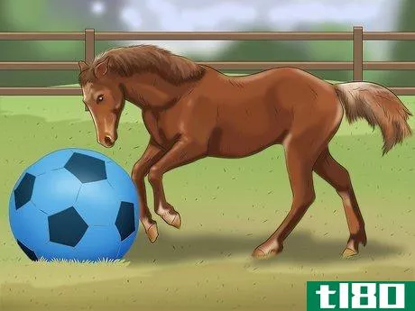 Image titled Stop Your Horse from Chewing Things Step 4