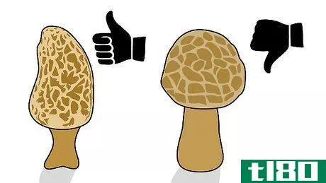 Image titled Pick Mushrooms Step 17