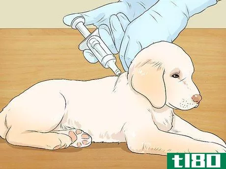 Image titled Breed Labradors Step 13