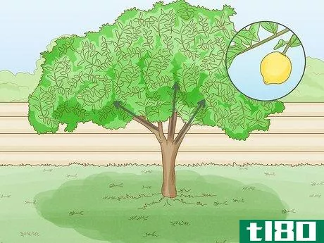 Image titled Prune a Lemon Tree Step 9