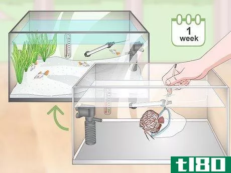Image titled Prevent Fish From Getting Sick Step 10