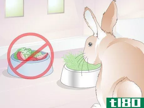 Image titled Prevent Fly Strike in Rabbits Step 8