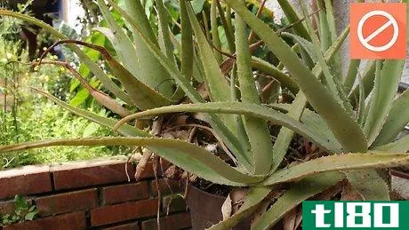 Image titled Plant Aloe Vera Step 14