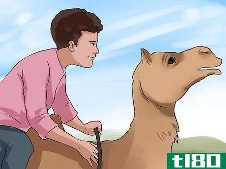 Image titled Regain Control of a Spooked Camel Step 4
