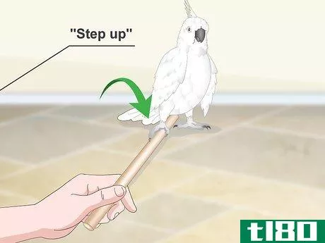 Image titled Bond with a Cockatoo Step 9