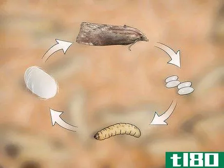 Image titled Breed Waxworms Step 16