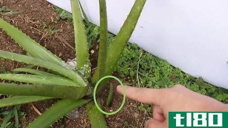 Image titled Plant Aloe Vera Step 15