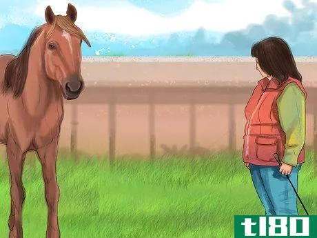 Image titled Take Care of Your Horse Step 15