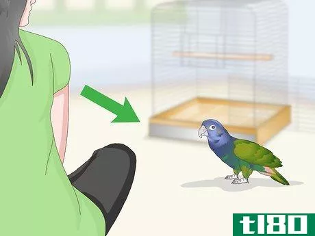 Image titled Bond with a Pionus Parrot Step 8