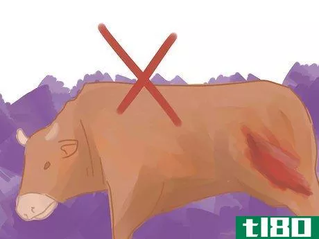 Image titled Properly Slaughter a Cow Under the Kosher Method Shechitah Step 2