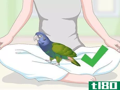 Image titled Bond with a Pionus Parrot Step 18