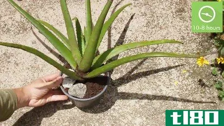 Image titled Plant Aloe Vera Step 2