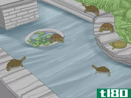 Image titled Breed Turtles Step 3