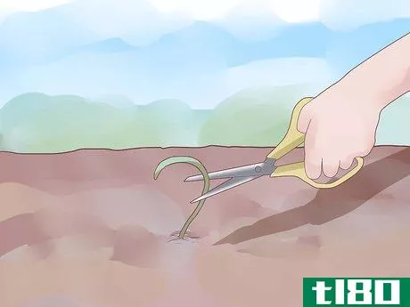 Image titled Plant Garlic Step 6