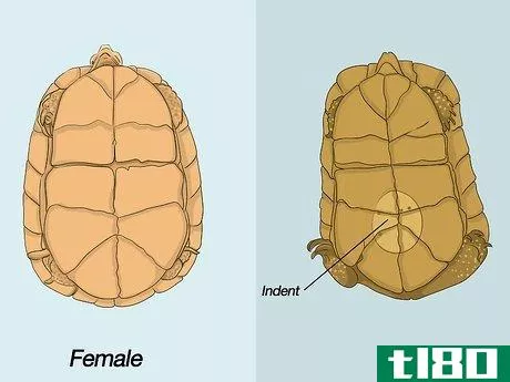 Image titled Breed Turtles Step 1